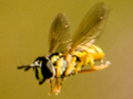 Chrysotoxum verralli